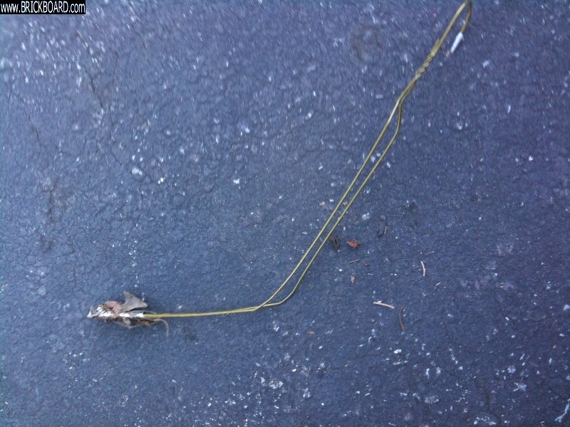 Volvo 200 -- re: 87 245 auto - rocker panel