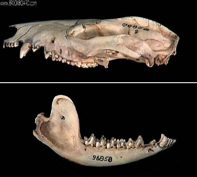 Volvo  -- Didelphis skull