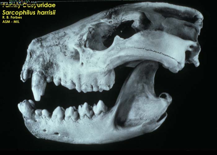 Volvo  -- Skull of Sarcophilus
