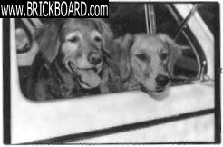 Volvo 444-544 --   Volvo Dawgs.  Emma and Fanny in my 544.  Photo by Brenda Lindstrom