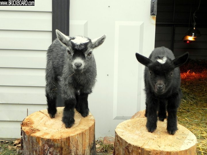 Volvo  -- baby goats