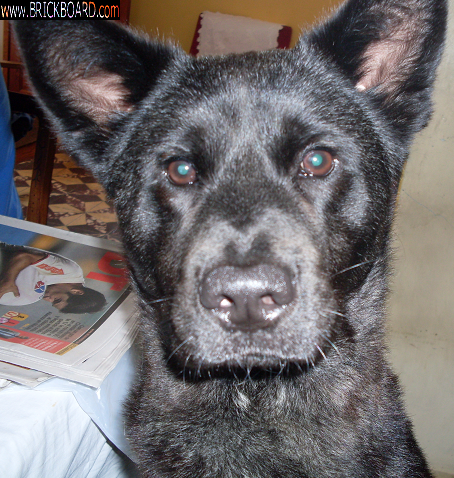 Volvo  -- My dog